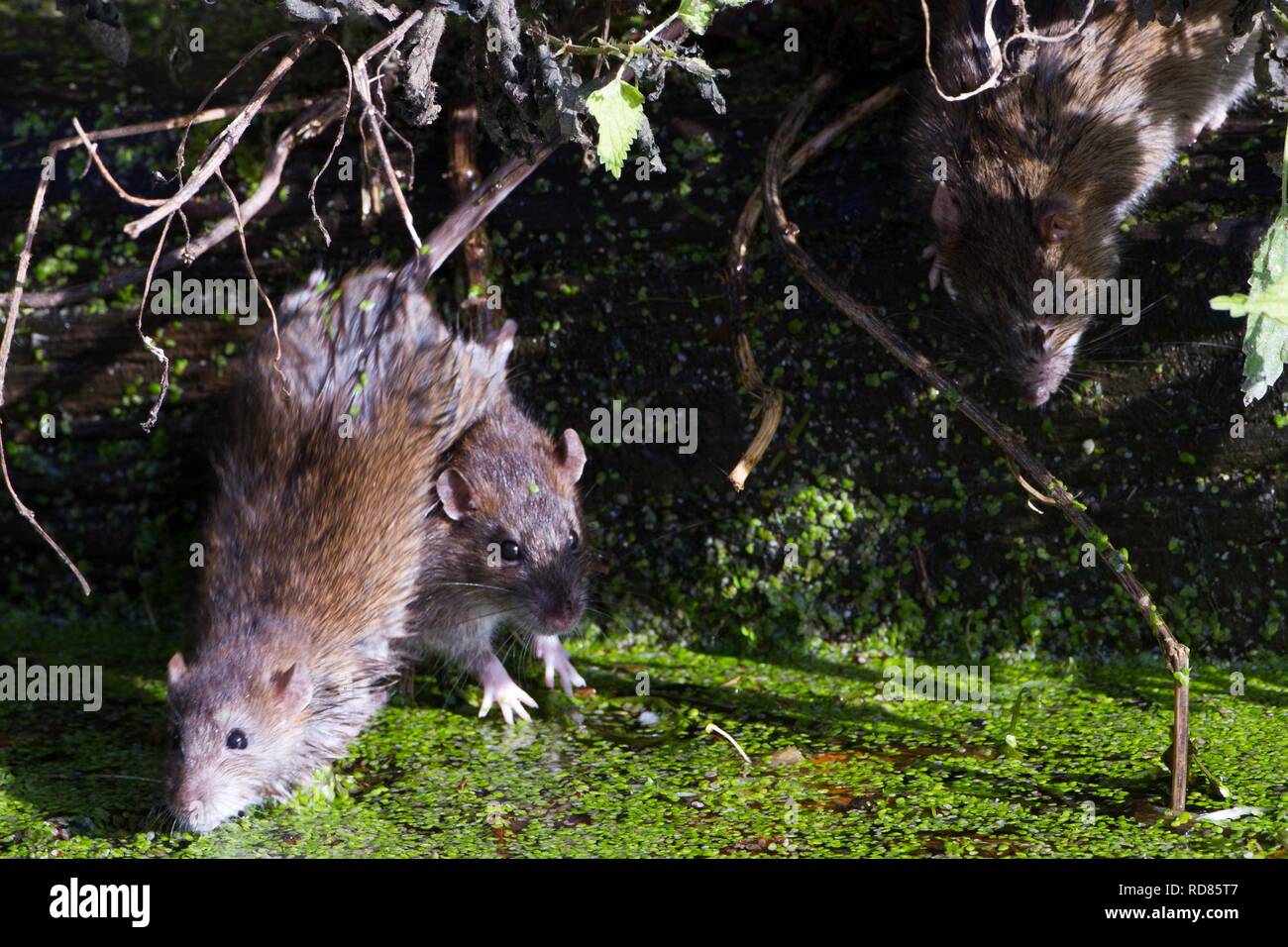 Brown Rat (Rattus norvegicus) . Family of rats about to enter the water