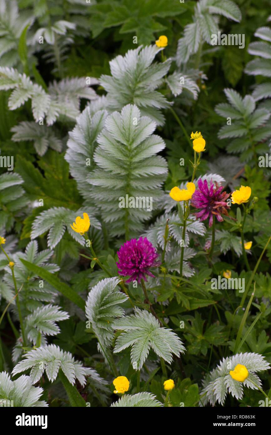 Red clover silverweed hi-res stock photography and images - Alamy