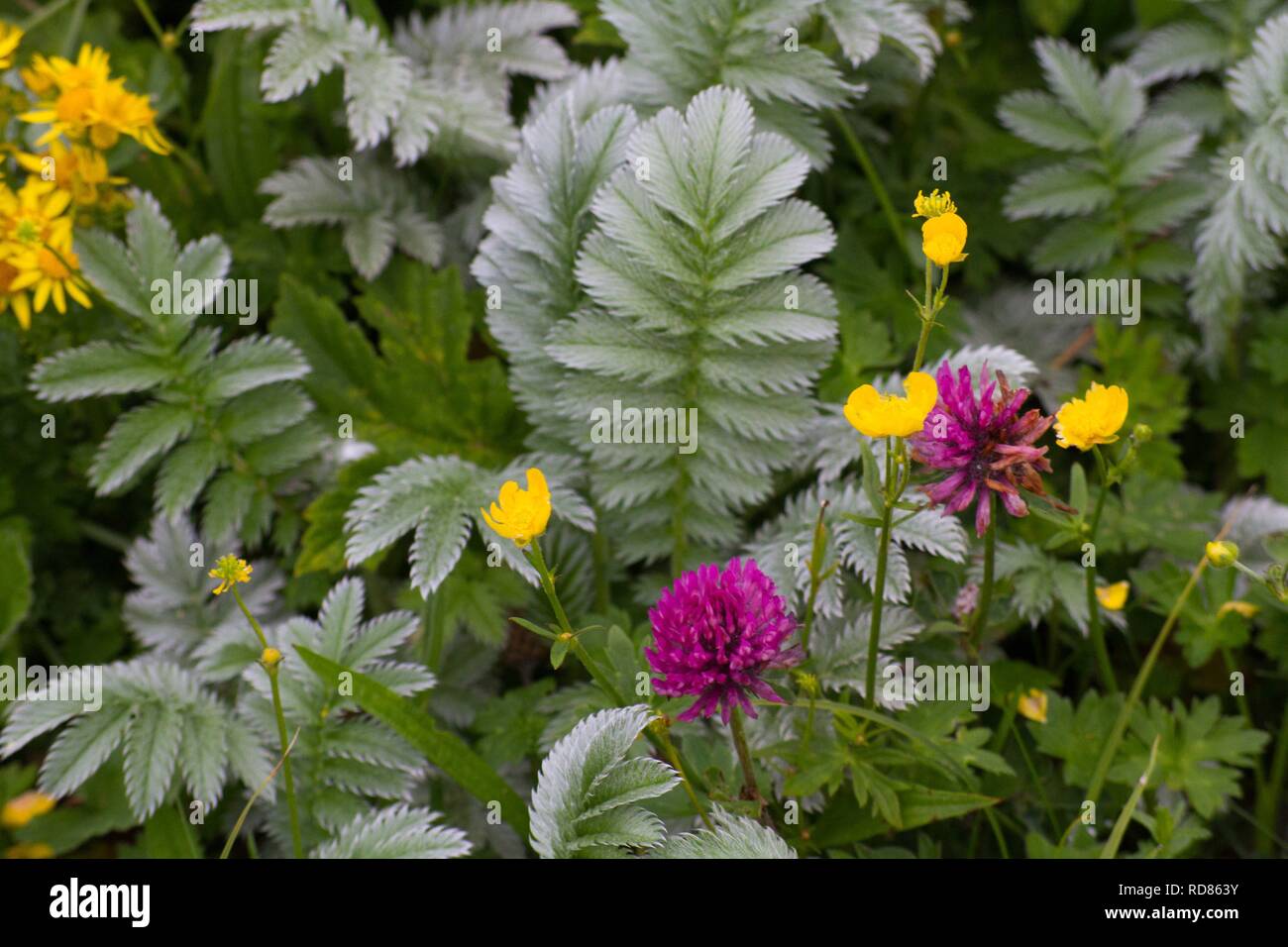 Red clover silverweed hi-res stock photography and images - Alamy