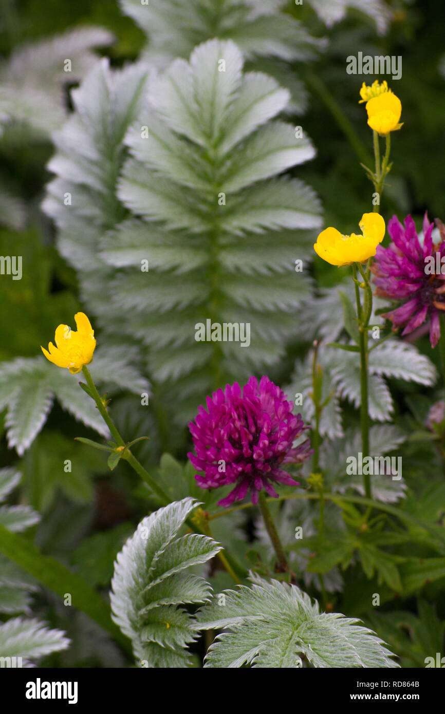 Red clover silverweed hi-res stock photography and images - Alamy