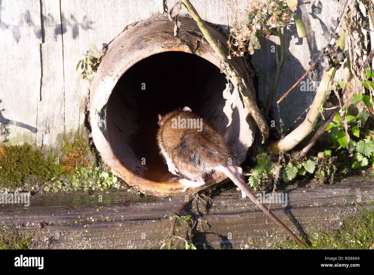 rat waving from a drain — Finished the yeti soup pic and by request added  it