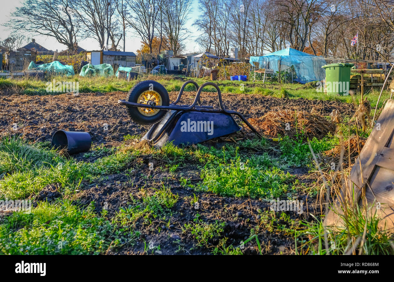 Black wheellbarrow which is upside down in the centre of an allotment plot in winter. Stock Photo
