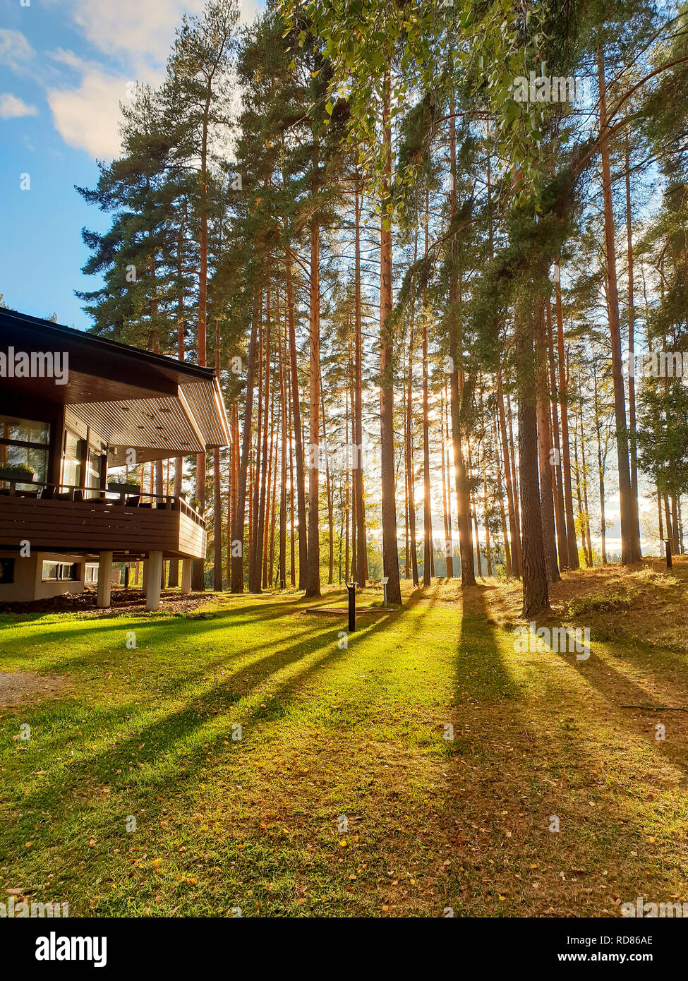 Image Of Mystic Sun Shine In The Forest With Shadows Of Trees During Morning Hours Stock Photo Alamy