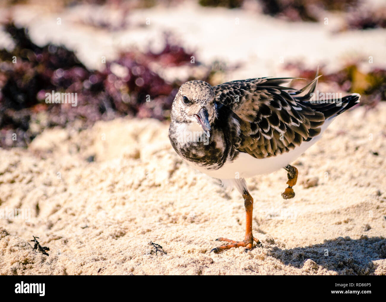 Injured bird hi-res stock photography and images - Alamy