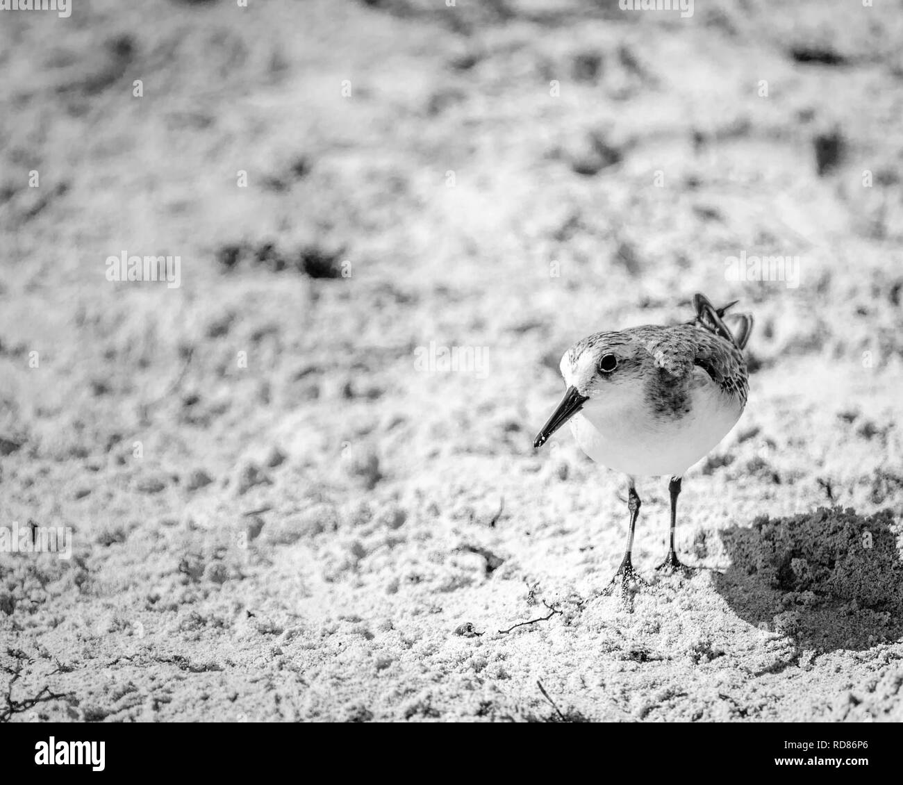 Bird walking around white sand beach in search for food Stock Photo