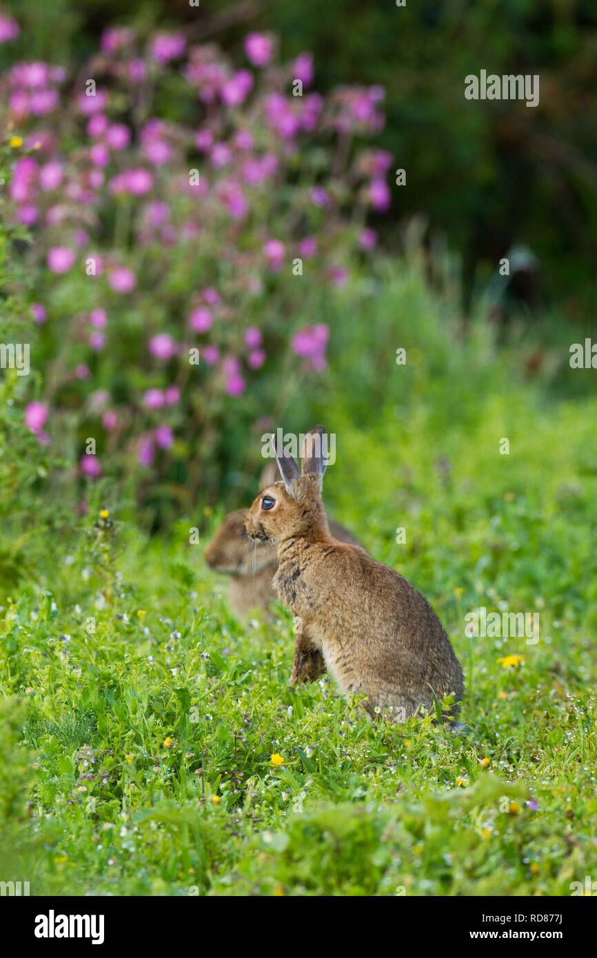 Rabbit (Oryctolagus cuniculus), grazing amongst Red Campion(Silene ...