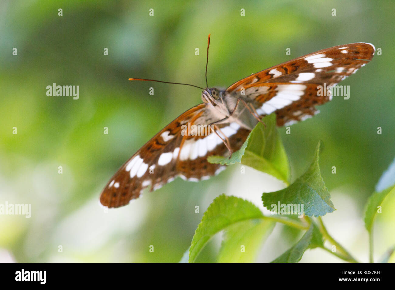 White Admiral (Limentis cienella ) ,rare woodland butterfly on sallow(willow)Knepp rewilding project . Stock Photo