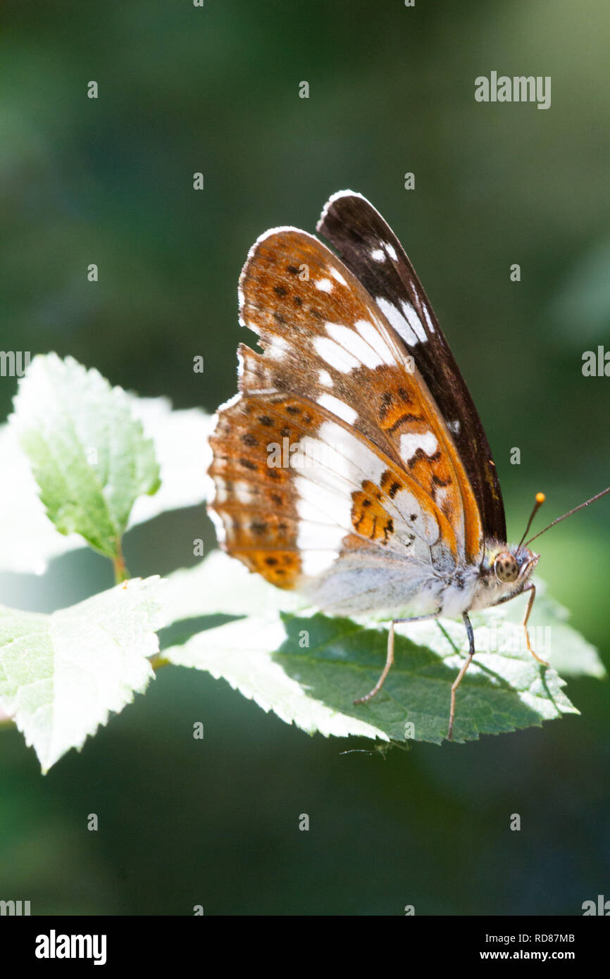 White Admiral (Limentis cienella ) ,rare woodland butterfly on sallow(willow)Knepp rewilding project . Stock Photo