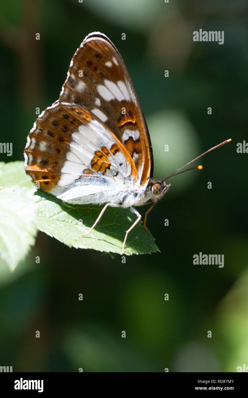 white Admiral (Limentis cienella ) ,rare woodland butterfly on sallow(willow)Knepp rewilding project . Stock Photo