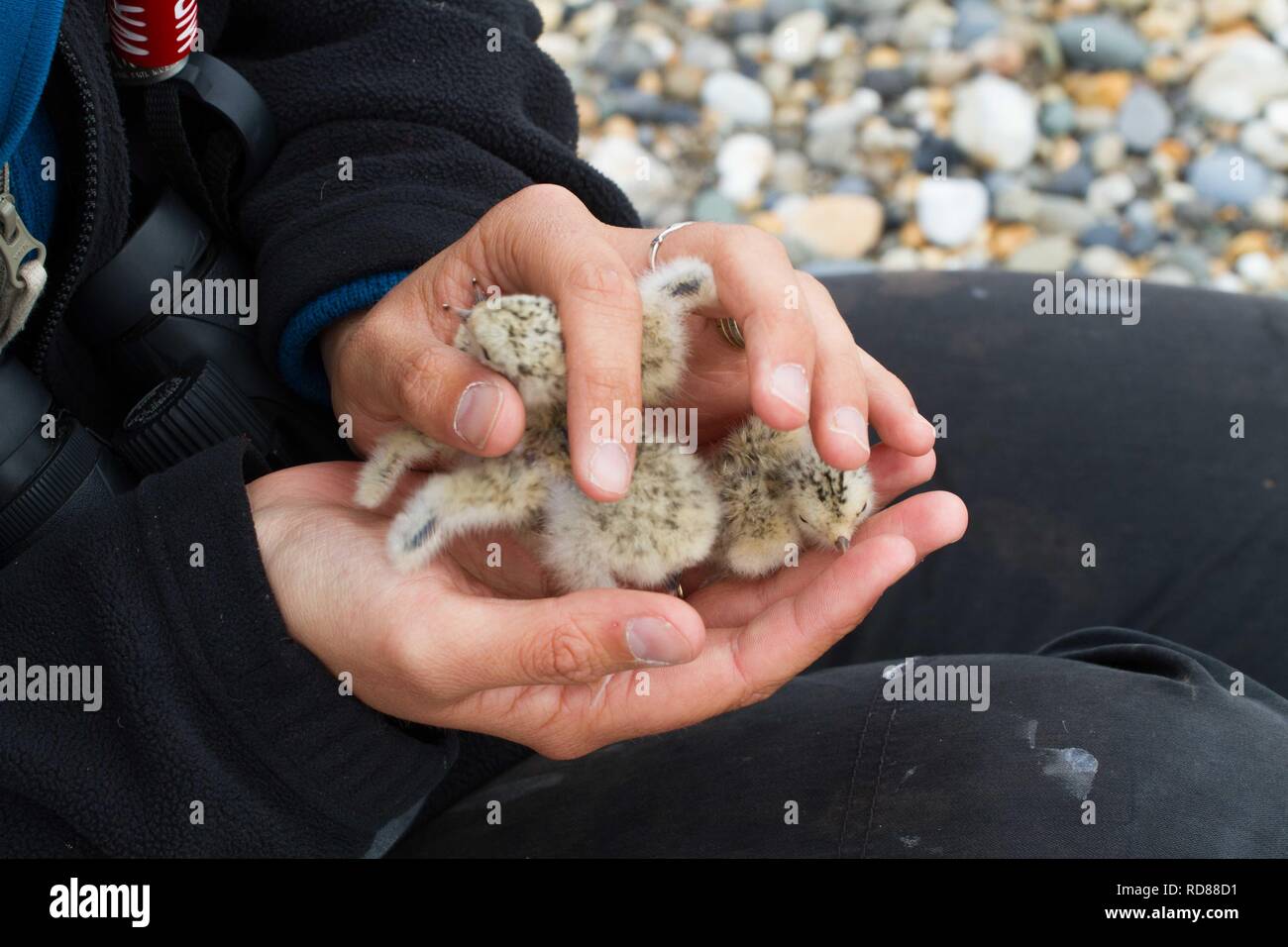 Little Tern(Sterna albifrons) newly hatched chicks in researchers hand ,prior to being weighed and measured and rung ,to determine  fitness in relation to climate change . Stock Photo