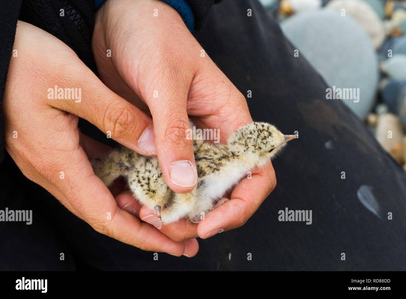 Little Tern(Sterna albifrons) newly hatched chicks in researchers hand ,prior to being weighed and measured and rung ,to determine  fitness in relation to climate change . Stock Photo