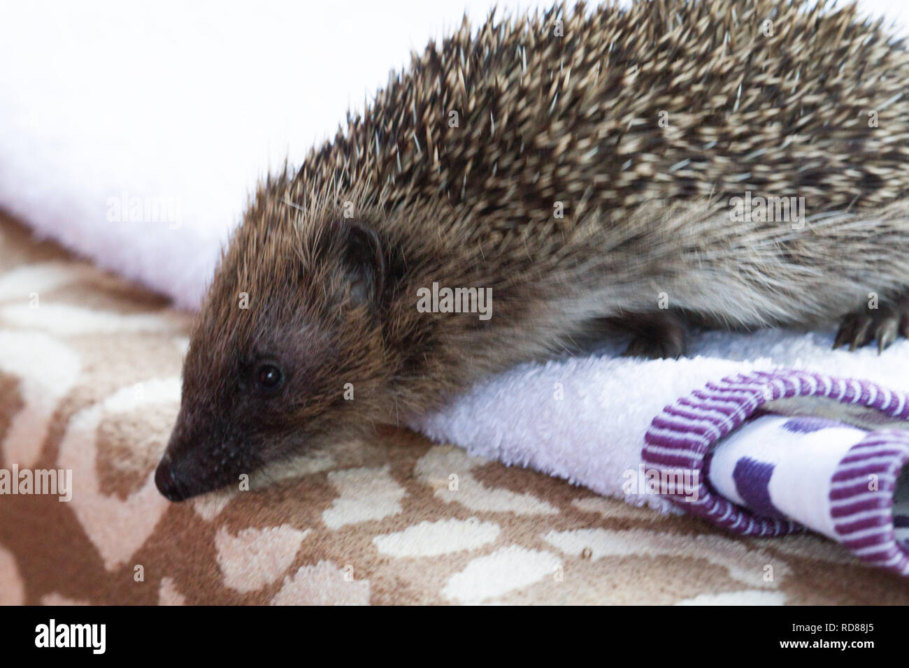 Hedgehog ( Erinaceus europaeus ) , in wildlife hos[pital that cares for ,rehabilitates and releases animals back into the wild . Stock Photo