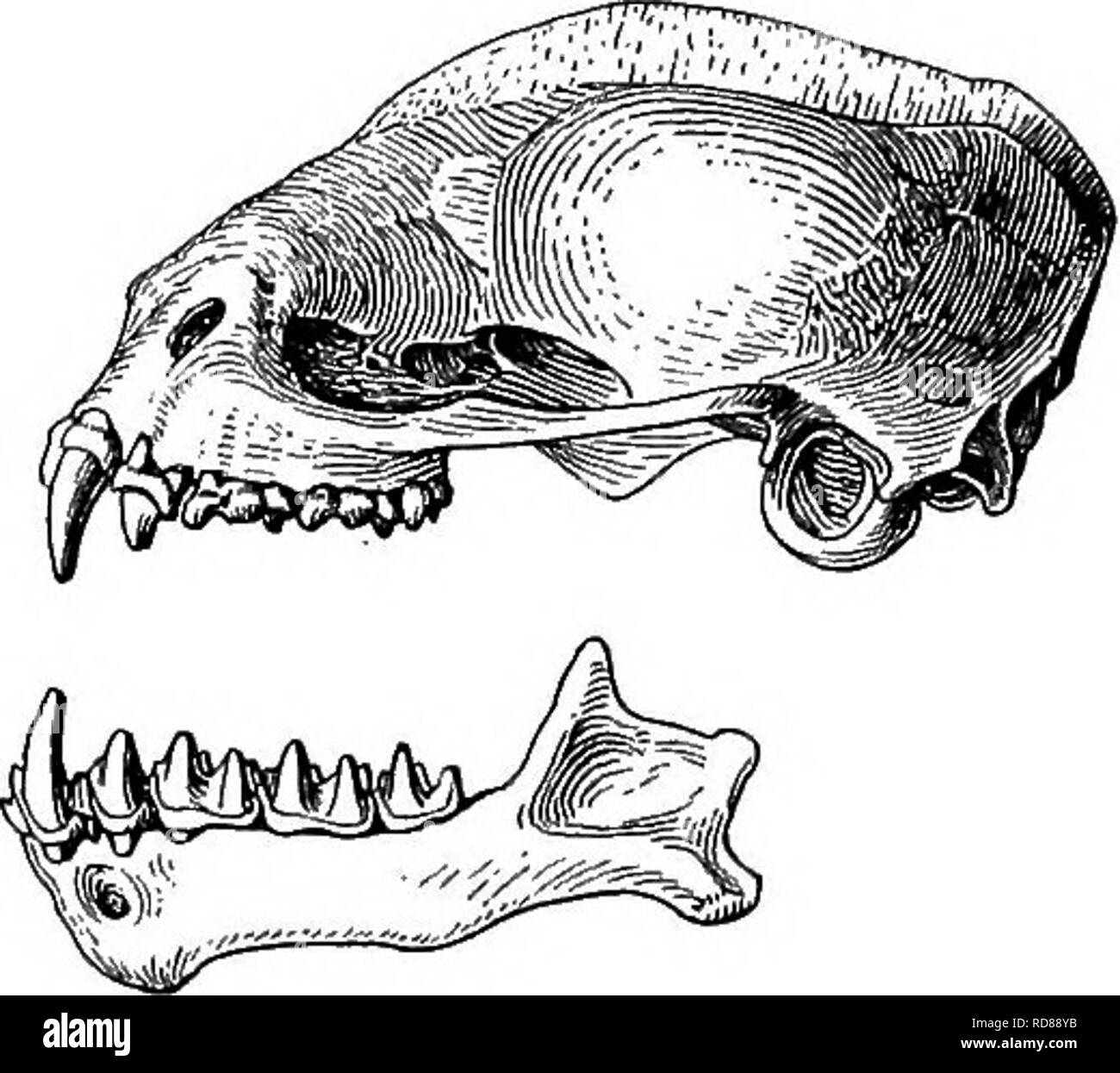 . The families and genera of bats . Bats; Bats. 260 BULLETIN 57, UNITED ...