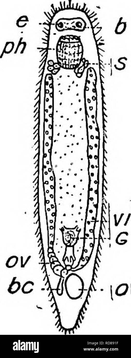 . Fresh-water biology. Freshwater biology. THE FREE-LIVING FLATWORMS (TURBELLARIA) 343 43 (42) With a crown of 8 spines, thickened near the middle and tapering to fine points at both ends. Dalyellia hlodgetti (Silliman) 1885. Length 0.6 mm. Color light brown. A number of sensory hairs on anterior end. Basal piece of the tube which encloses the spines is not chitinous but membranous and placed in the male genital canal which opens into the atrium. Erie canal, Rochester, and Monroe Co., N. Y. Fig. 608. Dalyellia hlodgetti. [A) En- tire: b, brain; vi, yolk gland; g, cirrus; e, eye; ov, ovary; be, Stock Photo