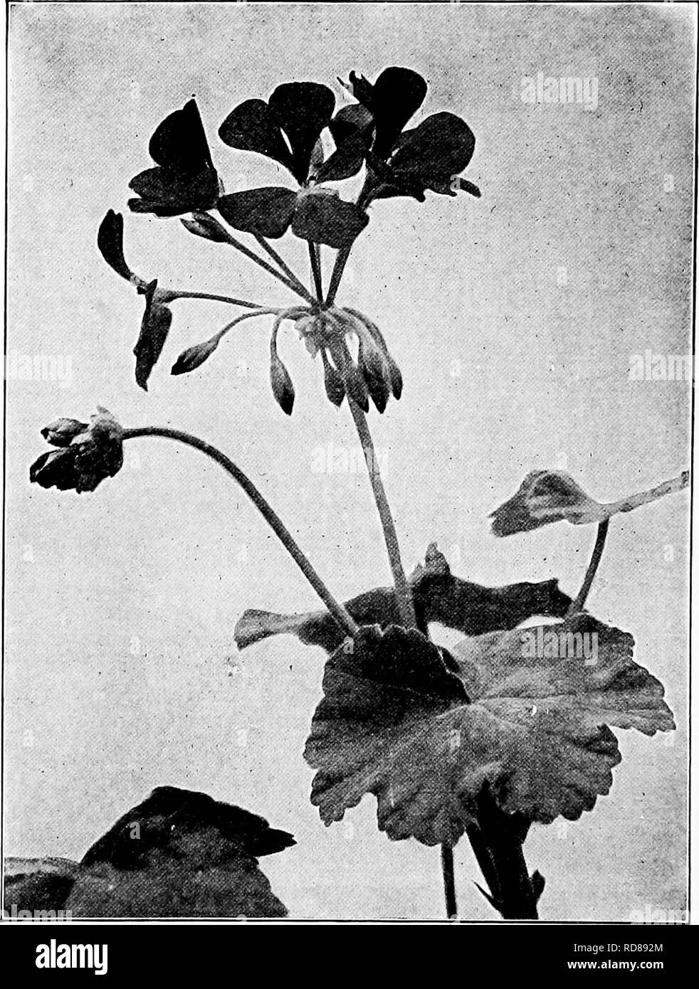 Giving Flowers Black And White Stock Photos Images Page 3 Alamy