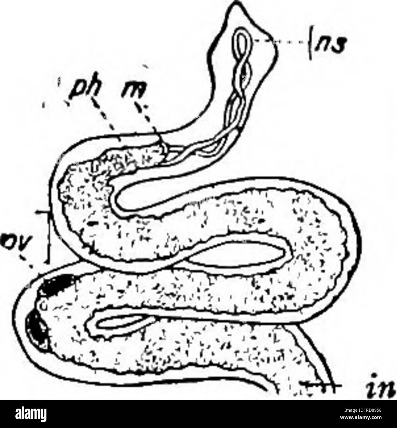 . Fresh-water biology. Freshwater biology. THE FREE-LIVING FLATWORMS (TURBELLARIA) 337. i8 (9) Head region distinct from rest of bodjf. Stenostomum coluber Leydig 1854. Length 6 mm. Width about one-thirtieth the length. Very slender, white, thread-like with snake-like movements. Head region broader than the rest of the body with blunt point at anterior end. Posterior end abruptly rounded. Asexual reproduction not known. Brackish water, Falmouth, Mass. Fro. 597. Stenoslomum coluber. Anterior end: m, mouth; ^A, pharynx; in, intestine; ov, egg (?); ns, protonephridium. X 20. (After Leydig.) * (8) Stock Photo