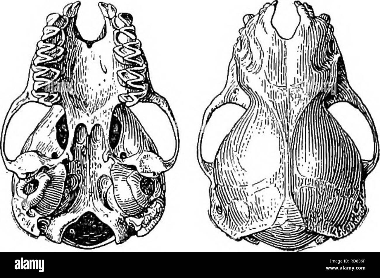 The Families And Genera Of Bats Bats Bats Upper Incisors Simple The Four Teeth Lying Almost In The Same Line The Outer Well Developed But Considerably Smaller Than The Inner The Families And Genera Of Bats Bats Bats Upper Incisors Simple The Four Teeth Lying Almost In The Same Line The Outer Well Developed But Considerably Smaller Than The Inner
