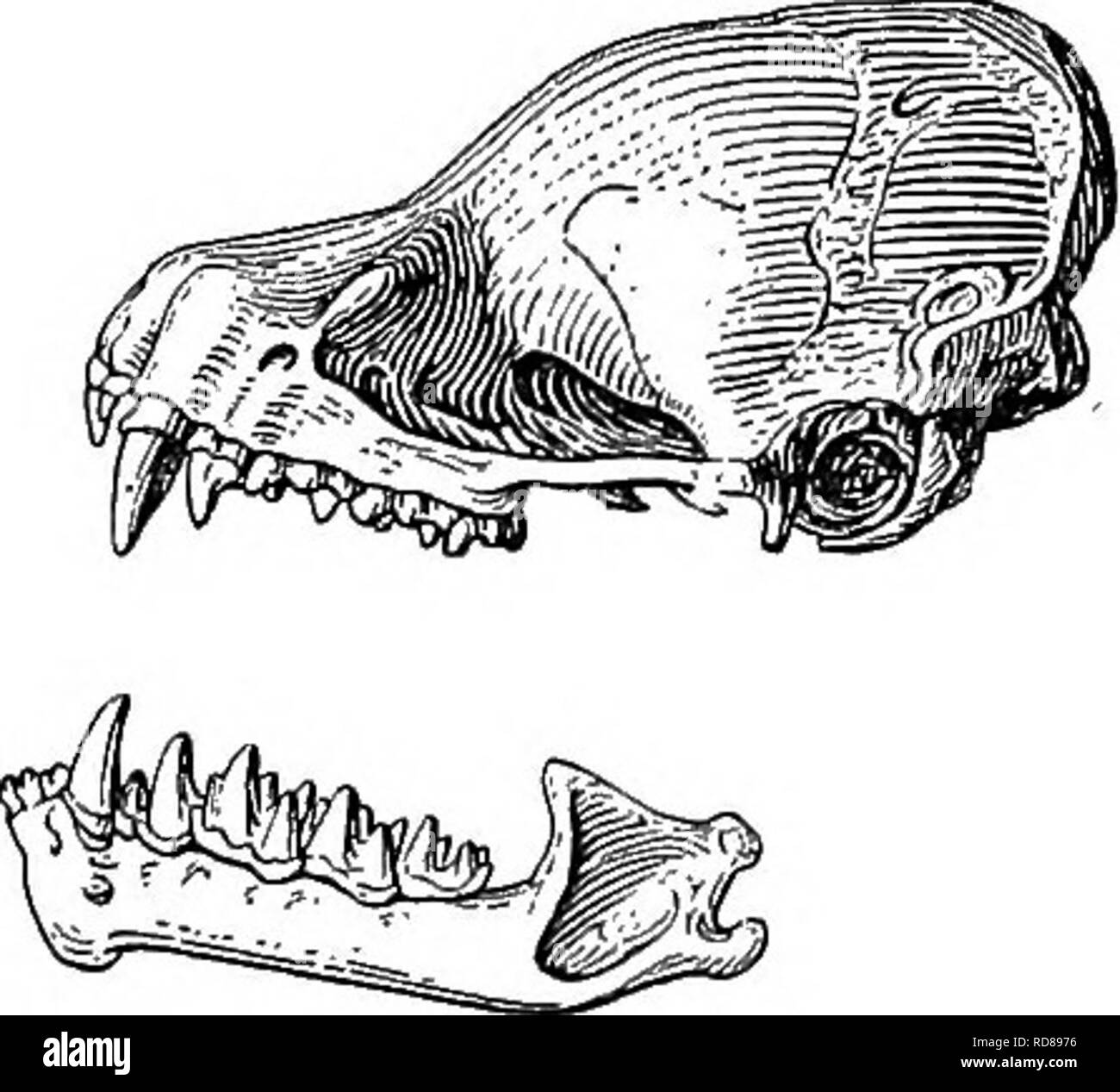 The Families And Genera Of Bats Bats Bats 2 Bulletin 57 United States National Museum Upper Incisors Simple The Four Teeth Lying Almost In The Same Line The Outer Well The Families And Genera Of Bats Bats Bats 2 Bulletin 57 United States National Museum Upper Incisors Simple The Four Teeth Lying Almost In The Same Line The Outer Well