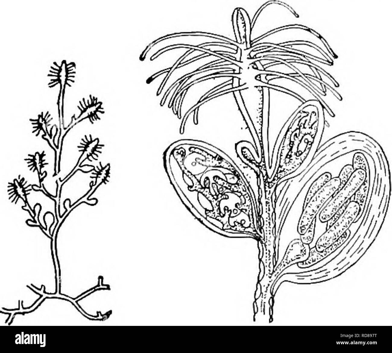 Page 5 Polypus High Resolution Stock Photography And Images Alamy
