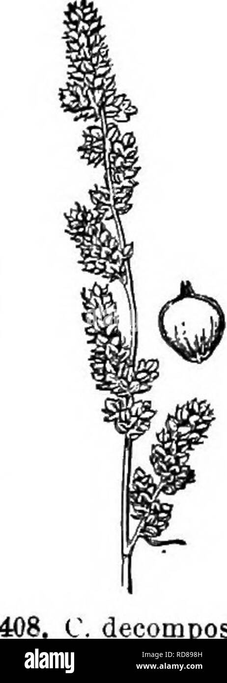 . Gray's new manual of botany. A handbook of the flowering plants and ferns of the central and northeastern United States and adjacent Canada. Botany. 228 CYPEBACEAE (SEDGE FAMILY^. decomposita. 409. C. diandrs. maturity ; scales short-awned. — Vt. to Ont. and Ky.; June-Aug, Fjg. 406. Var. amblgua (Barratt) Fernald. J'erigynia broad-ovate to orbicular, abruptly short-beaked, often golden-brown. (C. vul- pinoidea, var. ambigua Barratt; C. xanthocarpa Bicknell.) — Dry soil, s. Me. to la., and southw. Fig. 407. 53. C. decomp6sita Muhl. Stout, exceed- ingly deep green, 0.5-1 m. high, in stools ; c Stock Photo