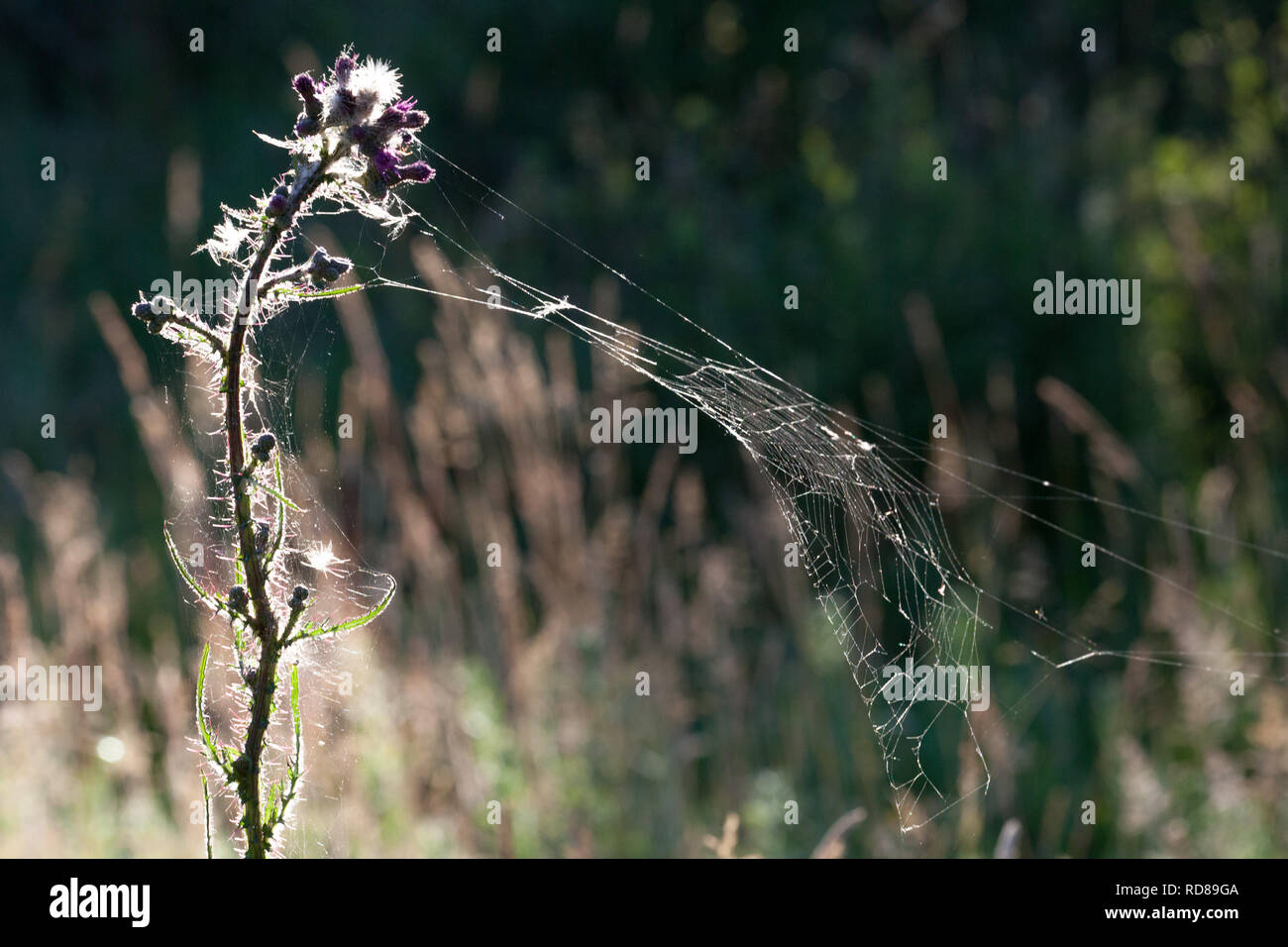 Marsh Thistle ( Cirsium palustre ) with spiders web .Importance of this plant in the development of the Knepp Rewilding project in providing developing micro habitats that in turn produce food for birds and mammals .Hence the ecology of the site changes and develops , which is how rewilding works. Kneep estate has converted 3,500acres of wheat farmland into rewilded habitats with huge numbers of new wildlife species for West Sussex which are generally declining elsewhere nationally . Stock Photo