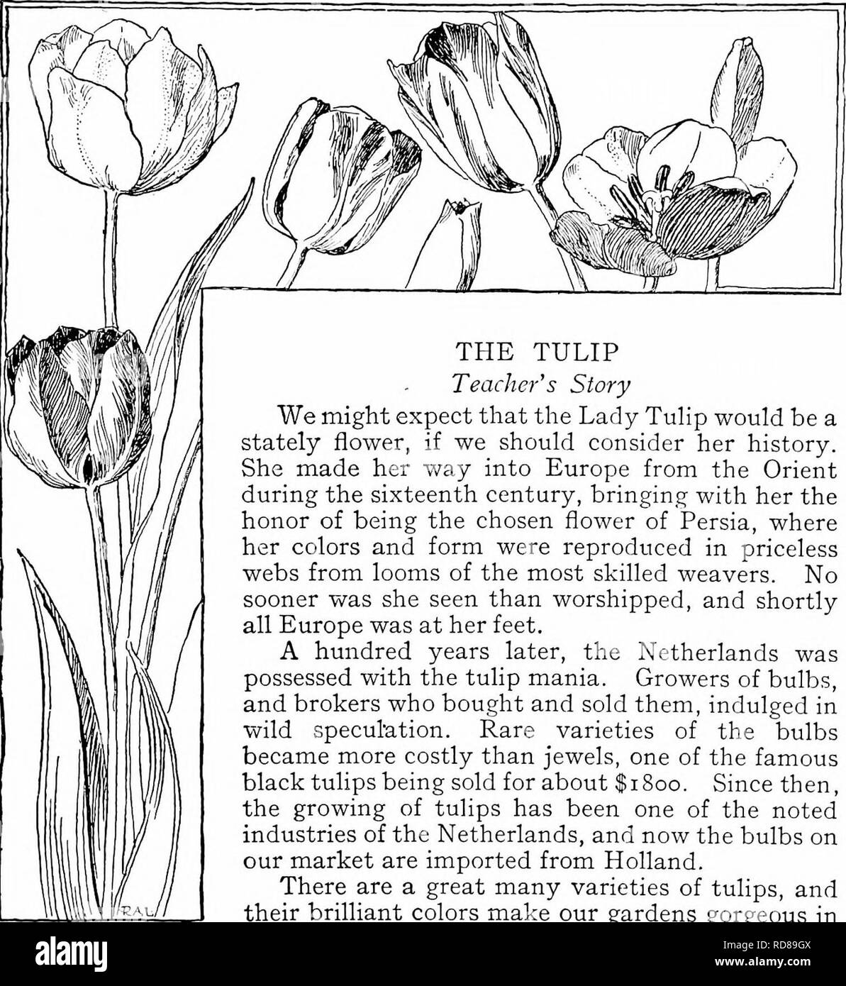 . Handbook of nature-study for teachers and parents, based on the Cornell nature-study leaflets. Nature study. Cultivated-Plant Study 603. THE TULIP Teacher's Story We might expect that the Lady Tuhp would be a stately flower, if we should consider her history. She made her way into Europe from the Orient during the sixteenth century, bringing with her the honor of being the chosen flower of Persia, where her colors and form were reproduced in priceless webs from looms of the most skilled weavers. No sooner was she seen than worshipped, and shortly all Europe was at her feet. A hundred years l Stock Photo