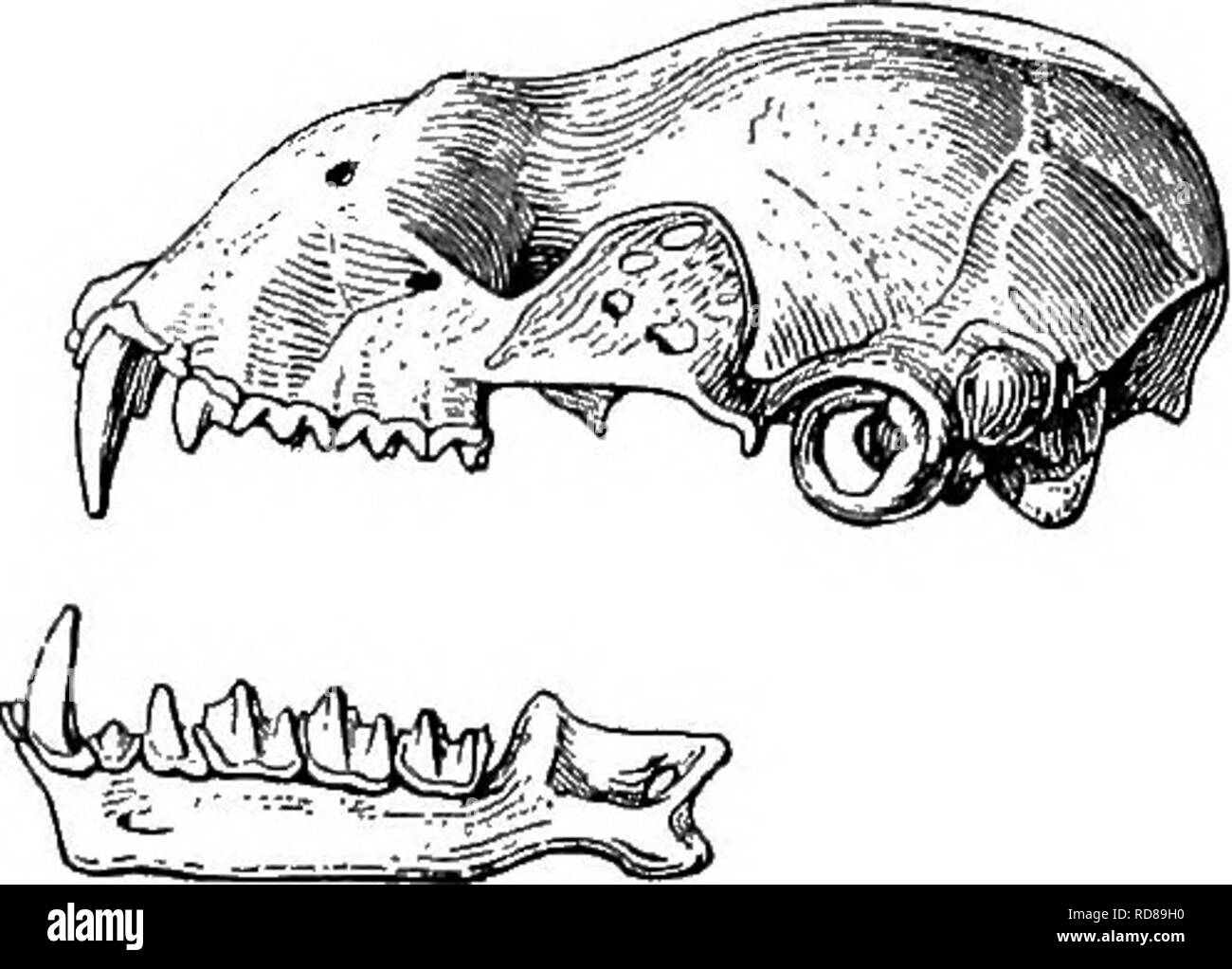 Bats dentition hi-res stock photography and images - Alamy