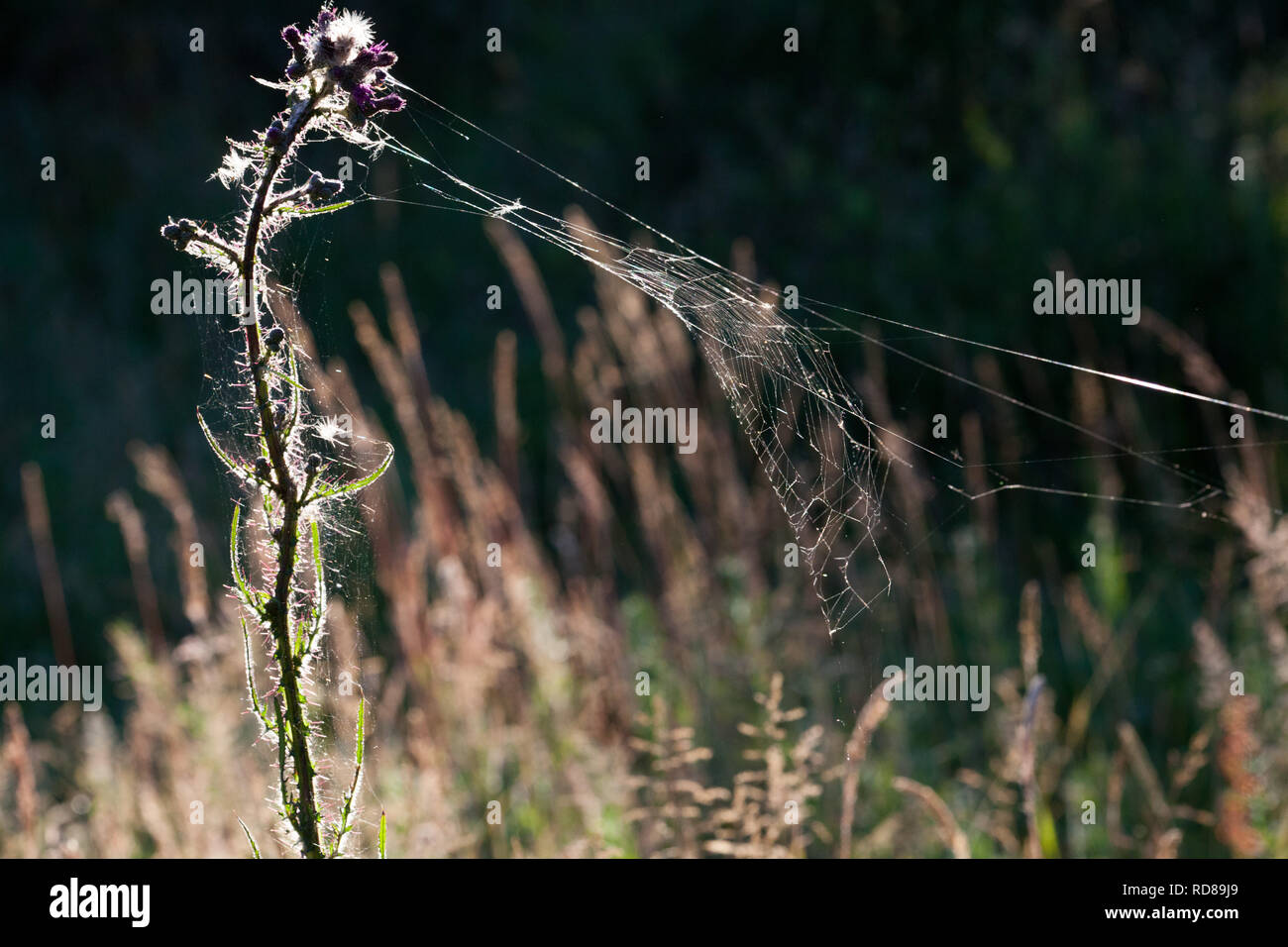 Marsh Thistle ( Cirsium palustre ) with spiders web .Importance of this plant in the development of the Knepp Rewilding project in providing developing micro habitats that in turn produce food for birds and mammals .Hence the ecology of the site changes and develops , which is how rewilding works. Kneep estate has converted 3,500acres of wheat farmland into rewilded habitats with huge numbers of new wildlife species for West Sussex which are generally declining elsewhere nationally . Stock Photo
