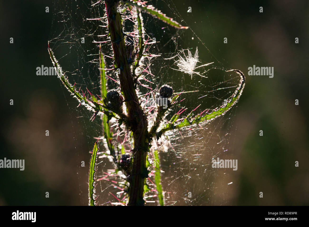 Marsh Thistle ( Cirsium palustre ) with spiders web .Importance of this plant in the development of the Knepp Rewilding project in providing developing micro habitats that in turn produce food for birds and mammals .Hence the ecology of the site changes and develops , which is how rewilding works. Kneep estate has converted 3,500acres of wheat farmland into rewilded habitats with huge numbers of new wildlife species for West Sussex which are generally declining elsewhere nationally . Stock Photo