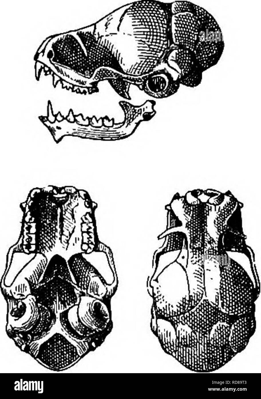 . The families and genera of bats . Bats; Bats. 88 BULLETIN&quot; 57, UNITED STATES NATIONAL MUSEUM. Genus RHYNCHISCUS Miller. 1823. Probosoidea Spix, Simiarum et Vespertilionum Brasil. Spec. Nov., p. 61. (Not ProTioscidca J. 6. Brugiere, 1791.) 1867. RUynchonyctcris Peters, Monatsber. k.' preuss. Akad. Wissensch., Berlin, p. 477. (Not Rhinchonycteris Tschudi, 1844-46.) 1878. Rliynchonycteru Dobson, Catal. Cliiropt. Brit, Mus., p. 366. 1904. ProDoscidea Allen, Bull. Amer. Mus. Nat. Hist., XX, p. 343, October 8, 1904. 1907. Rhyncliiscus Miller, Proc. Biol. Soc, Washington, XX, p. &lt;Ki. June 1 Stock Photo