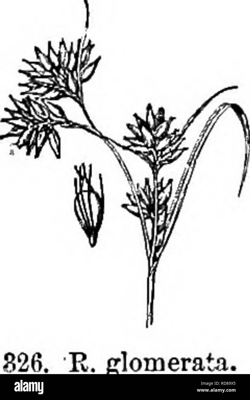 . Gray's new manual of botany. A handbook of the flowering plants and ferns of the central and northeastern United States and adjacent Canada. Botany. CYPERACEAE ([SEDGE FAMILY) 201 824. B. capillacea. Sept. Fig. 324. to Alaska, s. to Pla., Ky., the Great Lake region, and n. Cal, July-Sept. (Eurasia, Porto Rioo.) Fig. 323. Var. mIcra Clarke. Coarser, 4-8 dm. high; terminal corymb often 2-4 cm. broad. — The common southern form, extending n. to central N. Y. and Mass. ++ -w- Spikelets chestnut-colored, few-several-floioered; stamens 3 ; bristles usually 6. 12. R. capillacea Torr. Culm 1-4.6 dm. Stock Photo