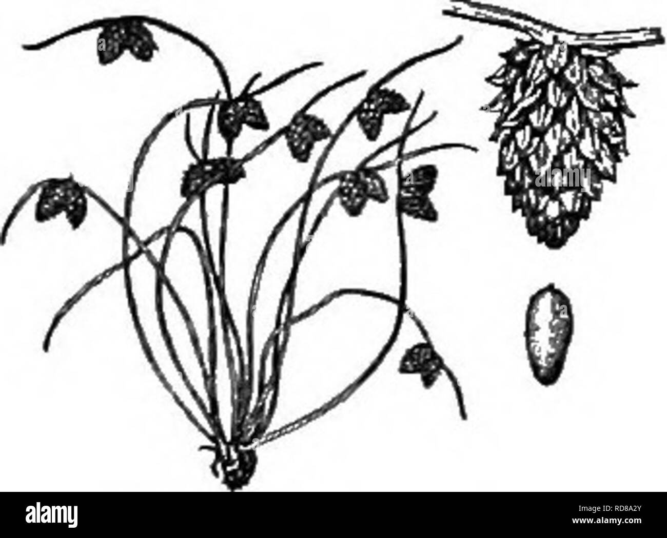 . Gray's new manual of botany. A handbook of the flowering plants and ferns of the central and northeastern United States and adjacent Canada. Botany. 198 CYPBKACEAE (SEDGE FAMILY) 01% F. simplex. Fruit X 2%. 3. F. simplex Vahl. Perennial, 1-8 dm. high ; leaf-sheatha hairy; perianth-scales ovate-oblong, the relrorsely barbed awns arising from below the tip, bristles equaling or exceeding the white achene. â â Sandy or saline soil, Mo. and Kan. to Mex. Aug.-Oct. Fig. 808.. 309. H. micrantha. Plant X %. Spikelet x 2%. Acliene x 10. 12. HEMICARPHA Nees &amp; Am. Spikelet, flowers, etc., as in Sci Stock Photo