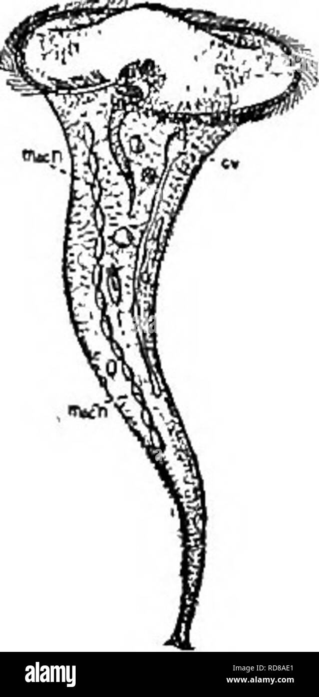 . Fresh-water biology. Freshwater biology. 114 (113) Without an undulating membrane in the peristome. Body purse- shaped, oblique in front; peristome funnel-shaped, open- ing on the ventral side by a slit reaching as far as the middle of the body. Membranellae on the left side of the peristome Bursaria Muller. Representative species. Bursaria truncatella Muller 1786. Nucleus band-like; contractile vacuoles numerous. Length soo to 700 li. Pond water. Fig. 511. Bursaria truncatella. cv, contractile vacuole; macn, macronucleus- X 35. (After Kent.) 115 (106) Peristome confined to the anterior bord Stock Photo
