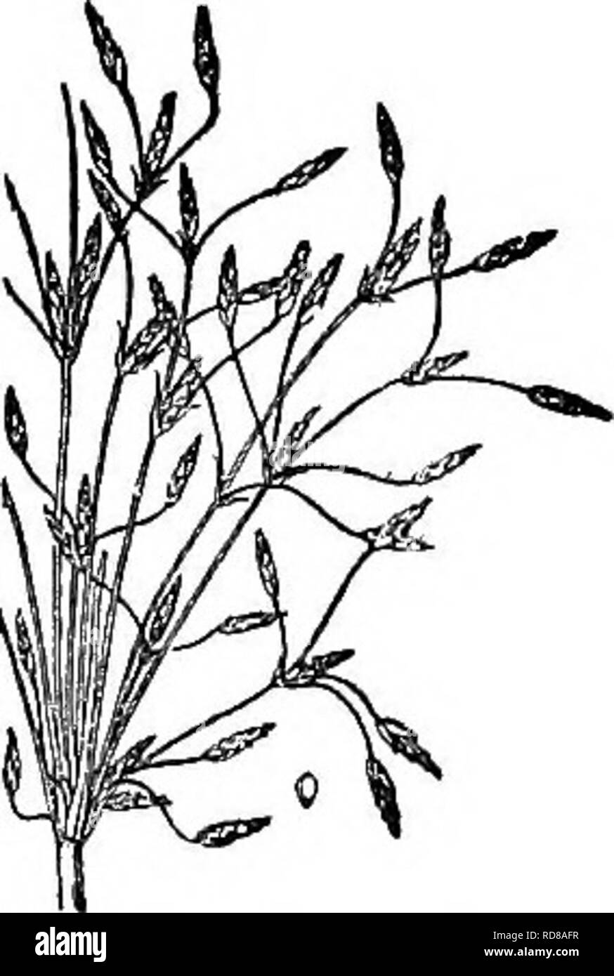 . Gray's new manual of botany. A handbook of the flowering plants and ferns of the central and northeastern United States and adjacent Canada. Botany. 273. F. autumnalis. 9. SCiRPUS [Tourn.] L. Buleush ok CttrB Rush Spikelets few-many-flowered, solitary or in a terminal cluster when it Is sub- tended by a 1-severaI-leaved involucre (this when simple often appearing like a continuation of the culm); the scales in several ranks, or rarely inclining to be 2-ranked. Flowers to all the scales, or to all but one or two of the lowest, all perfect. Perianth of 1-6 (or 8) bristles, or sometimes wanting Stock Photo
