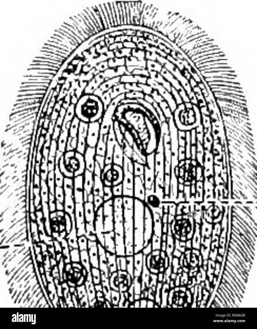 . Fresh-water biology. Freshwater biology. Fig. 496. Frontonia leucas. V, vacuole. , canal; iV, macronucleus; «, micronucleus; X i6s. (After Calkins.) 86 (85) Ovate, flattened, rounded at each end. Mouth triangular or crescent- shaped, lateral, in front of the middle of the body. Glaucoma Ehrenberg. Representative species. Glaucoma scintillans Ehrenberg 1830. The vibratile membranes extending around the mouth pre- senting a bilabial appearance. Nucleus large, central. Con- tractile vacuole posterior. Length 75 ^t. Infusions. Fig. 497. Glaucoma scintillans. cv, contractile vacuole; macn, macro- Stock Photo
