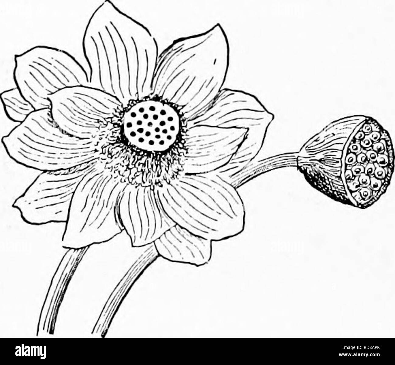 Jasmine flowers. Hand drawn realistic sketch. Nature study. Graphite pencil  on paper Stock Illustration | Adobe Stock