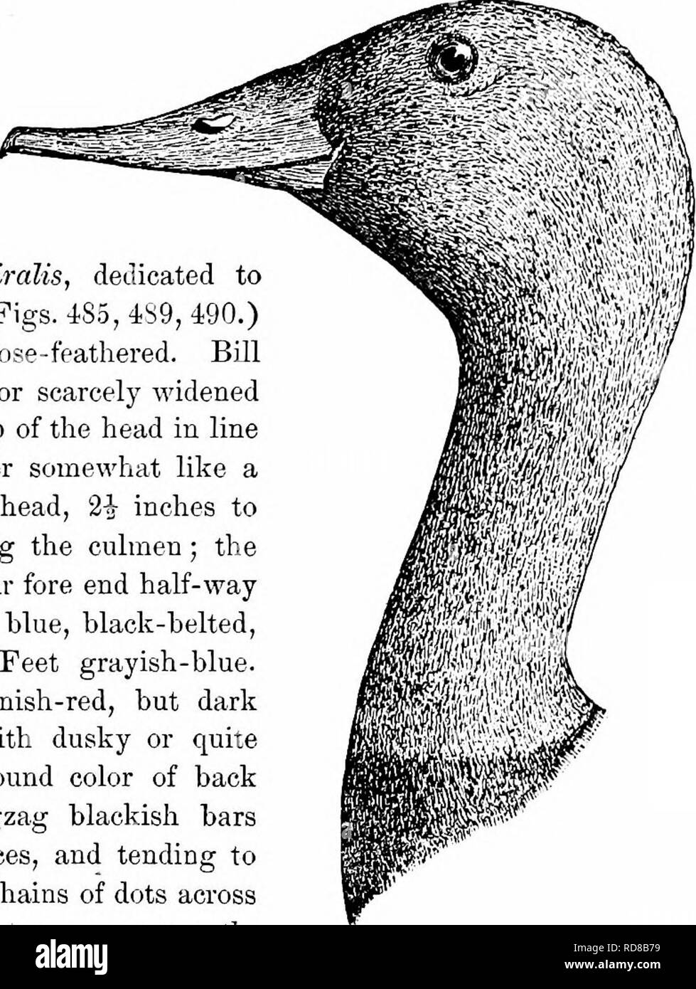 . Key to North American birds. Containing a concise account of every species of living and fossil bird at present known from the continent north of the Mexican and United States boundary, inclusive of Greenland and lower California, with which are incorporated General ornithology: an outline of the structure and classification of birds; and Field ornithology, a manual of collecting, preparing, and preserving birds. Birds; Birds; 1887. ANATIB^ — FULIGULIN^: SEA DUCKS. 703. E. of the Mississippi and along Atlantic Coast; breeds in high latitudes, winters in U. S. One of the commonest market-duck Stock Photo