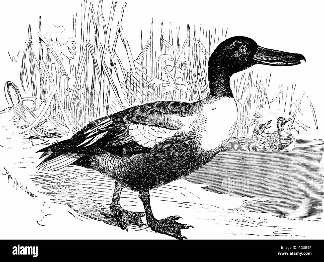 . Key to North American birds. Containing a concise account of every species of living and fossil bird at present known from the continent north of the Mexican and United States boundary, inclusive of Greenland and lower California, with which are incorporated General ornithology: an outline of the structure and classification of birds; and Field ornithology, a manual of collecting, preparing, and preserving birds. Birds; Birds; 1887. ANATIB^E^ANATIN^: RIVER DUCKS. 697 Bkoad-bill. Adult (J 'â Bill blackish; iris orange-red : feet vermilion-red. Head and neck dark glossy green. Lower neck and f Stock Photo