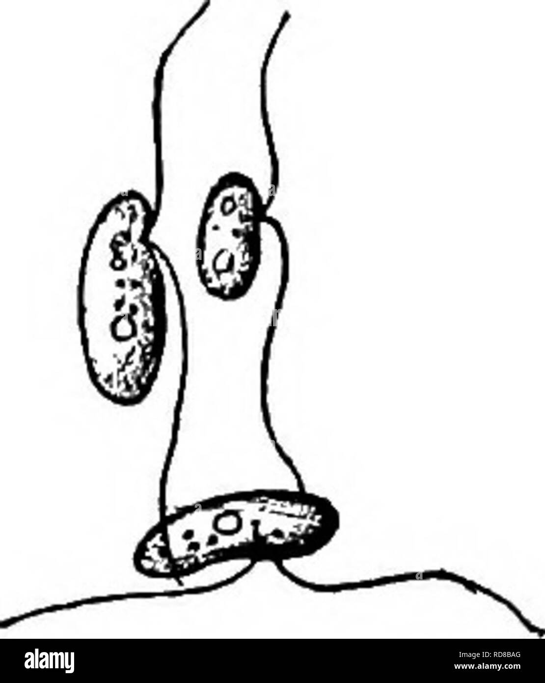 . Fresh-water biology. Freshwater biology. FLAGELLATE PROTOZOA (MASTIGOPHORA) 249 45 (44) Body spiral, elongated Spiromonas Perty. Representative species. . Spiromonas angusta Dujardin 1841. Body five or six times as long as broad. Fla- gella subequal, as long as the body, one directed forward; body sometimes temporarily attached by one. Length 10 n. Hay infusions. Fig. 382. Spiromonas angusla. X looo. (After Conn.) There is doubt as to the identity of Conn's form. 46 (43) Body neither spiral nor oblique 47 47 (48) Kidney-shaped to spherical; flagella arising from a ventral depres- sion, one t Stock Photo