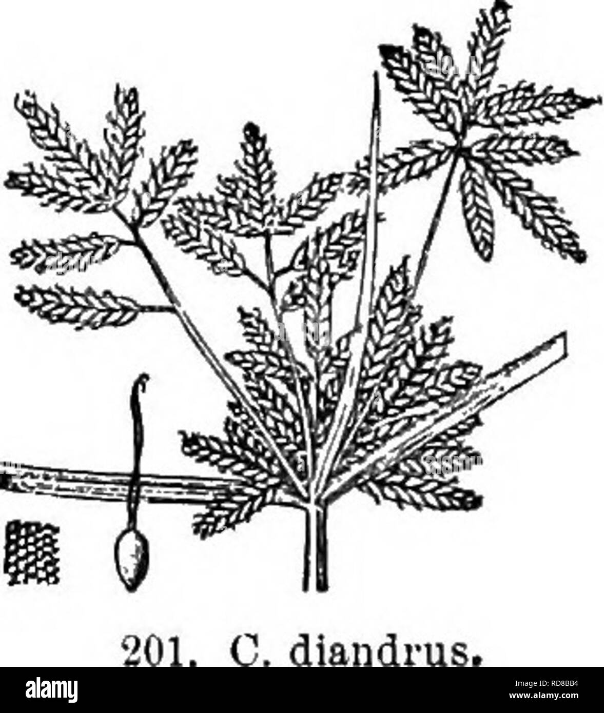 . Gray's new manual of botany. A handbook of the flowering plants and ferns of the central and northeastern United States and adjacent Canada. Botany. 'iOO C. Havescens.. 1. C. flavfiscens L. Culms 0.5-4 dm. high ; involucre 3-leaved, very unequal; spikelets 0.5-1.5 cm. long, 1.5-2.5 mm. broad, becoming linear, obtuse, clustered on the 2-4 very short rays ; scales ob- tuse, straw-yellow ; stamens 3 ; achene shining, orbicular, its superficial cells oblong. —Low grounds, N. Y. to Mich., 111., and southw. (Eurasia, Afr., Trop. Am.) Fig. 200. 2. C. diiindrus Terr. Simi- lar ; spikelets lance-oblo Stock Photo