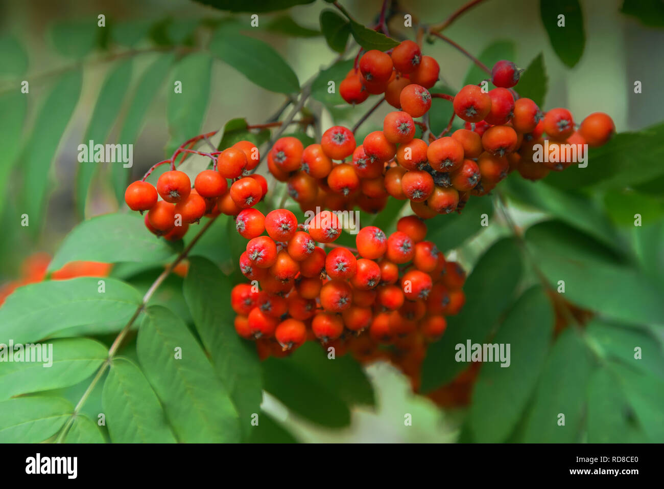 Bunches red rowan berries on hi-res stock photography and images - Alamy
