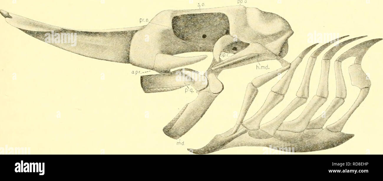 . The elasmobranch fishes. Chondrichthyes. Fig. 68. Crauiiim of lUiinohatis productus, lateral view. (Chester vStoek, orig.). Fig. 69. Skull of liaja clavata (articulate). (Modified from W. K. Parker.) a.pr., antorbital process; f-II, optic foramen; f.IV, trochlear foramen; f.VII, foramen for hyomandibular l^ranch of facial nerve; Ji.md., hyomandibula; 7)id., mandible; o.f., orbi- tal fissure; po.o., postorbital process; p-q., palatoquadrate; pr.o., preorbital process; s.o., supraorbital crest; sp.c, spiracular cartilage.. Please note that these images are extracted from scanned page images th Stock Photo