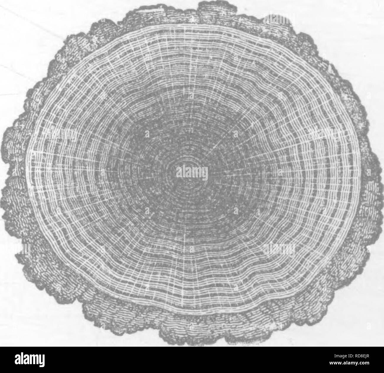 Teak wood trees Black and White Stock Photos & Images Alamy