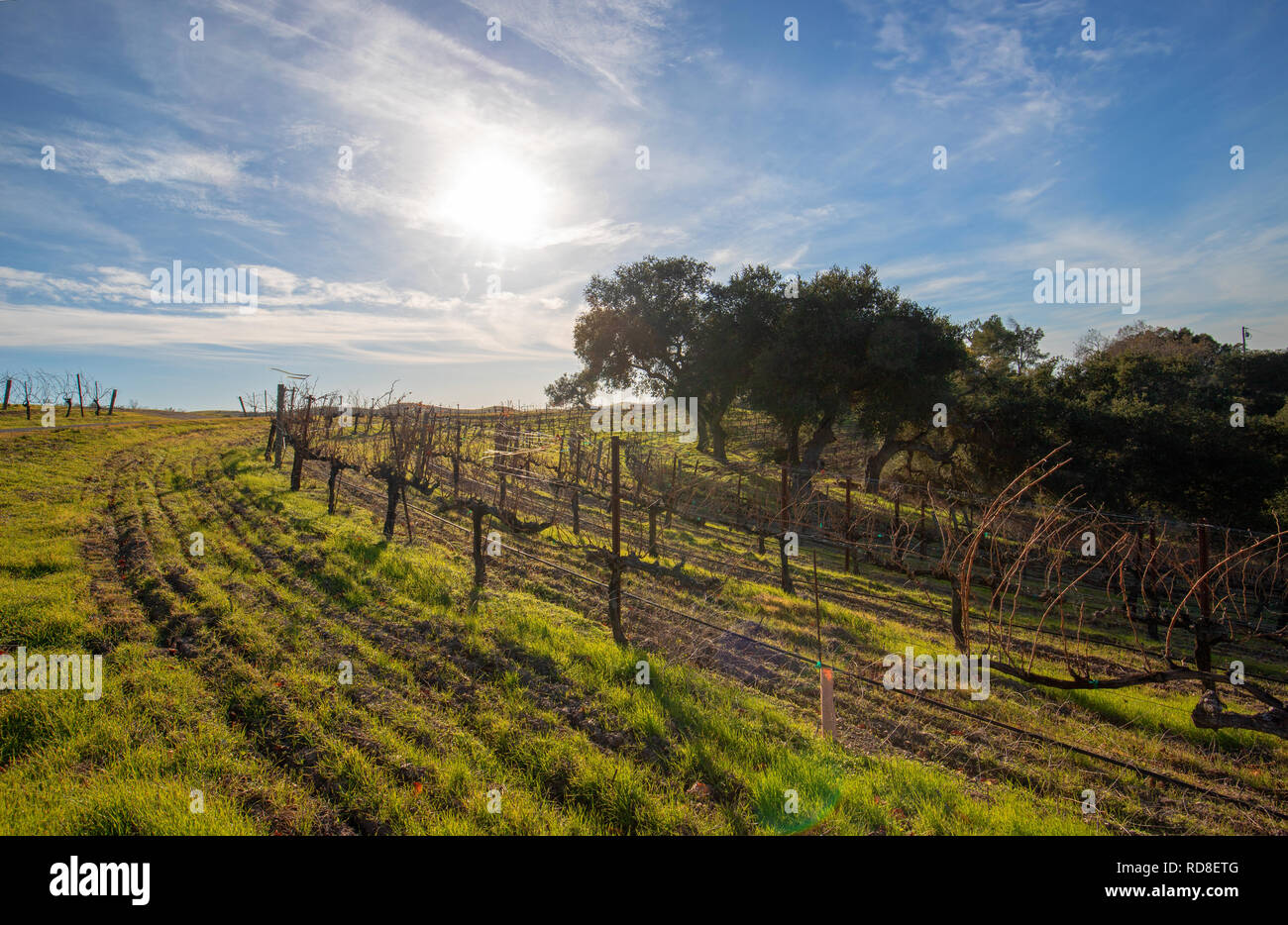 Winter sun over vineyard in Central California United States Stock Photo
