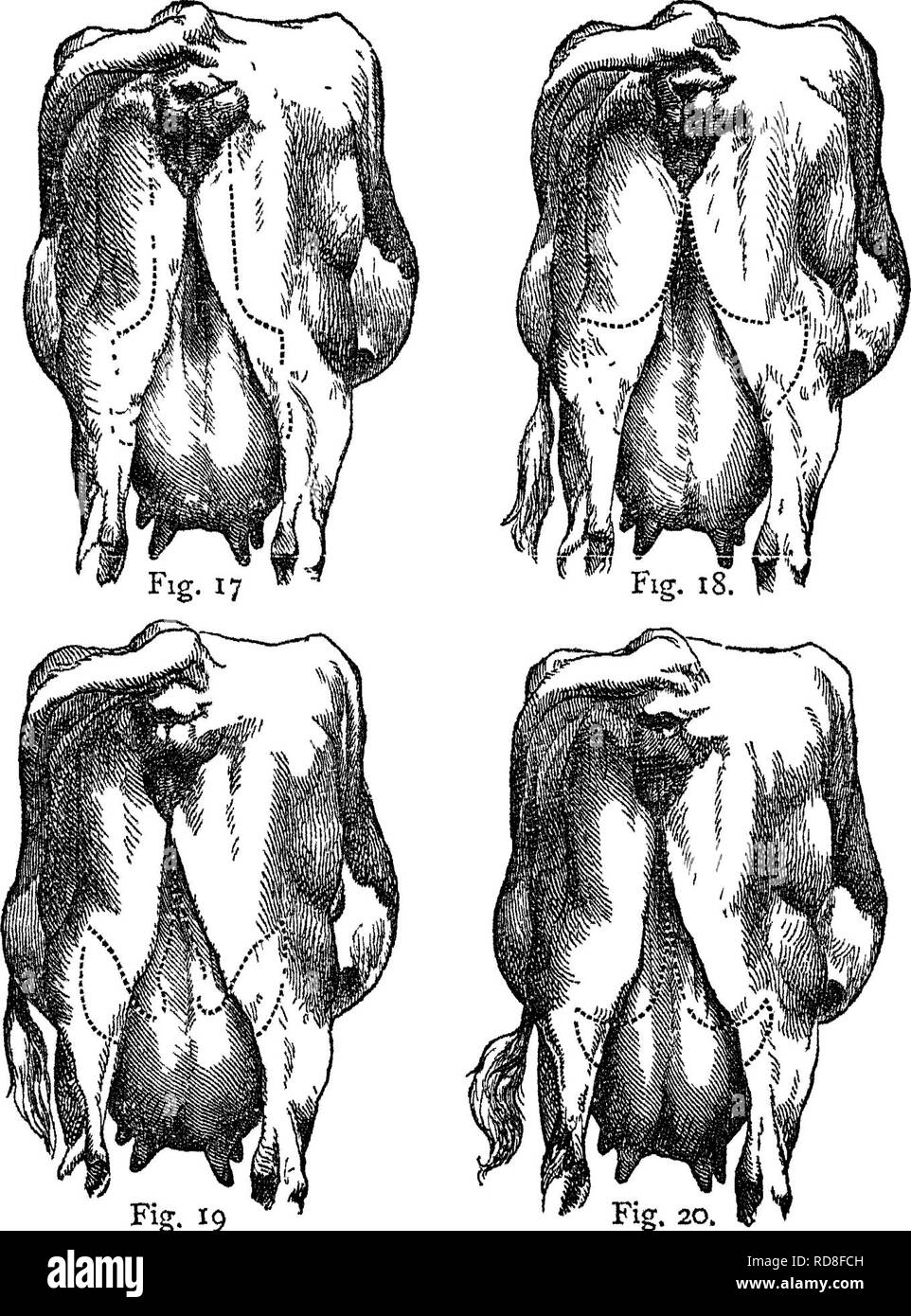 Jersey cow jersey Cut Out Stock Images & Pictures Alamy