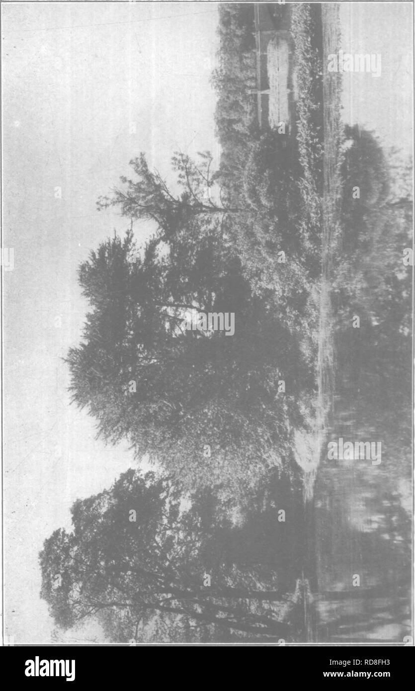 . The care of trees in lawn, street and park, with a list of trees and shrubs for decorative use. Trees; Trees. i84. Please note that these images are extracted from scanned page images that may have been digitally enhanced for readability - coloration and appearance of these illustrations may not perfectly resemble the original work.. Fernow, B. E. (Bernhard Eduard), 1851-1923. New York, H. Holt and company Stock Photo