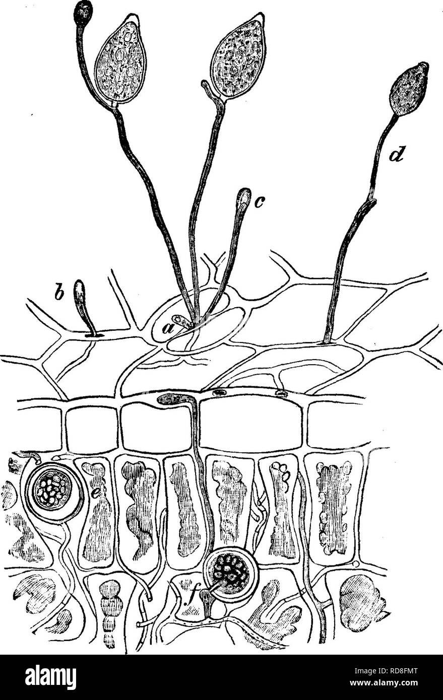 . Timber and some of its diseases. Timber; Trees. xiil] &quot;DAMPING OFF&quot; OF SEEDLING-TREES. 277 simply boring through the cell-walls (Fig. 43). This process of boring through the cell-walls is due to the action of a solvent substance excreted by the growing. Fig. 43.—Portion of a cotyledon of the beech, infested w ith Phytophthora ojnnivora : the piece is shown partly in vertical section. The mycelium, spreading between the cells, puts forth aerial hyph&lt;E, which bore between the cells of the epidermis, i, and d, or emerge from the stomata, a, and form conidia at their apices : the va Stock Photo