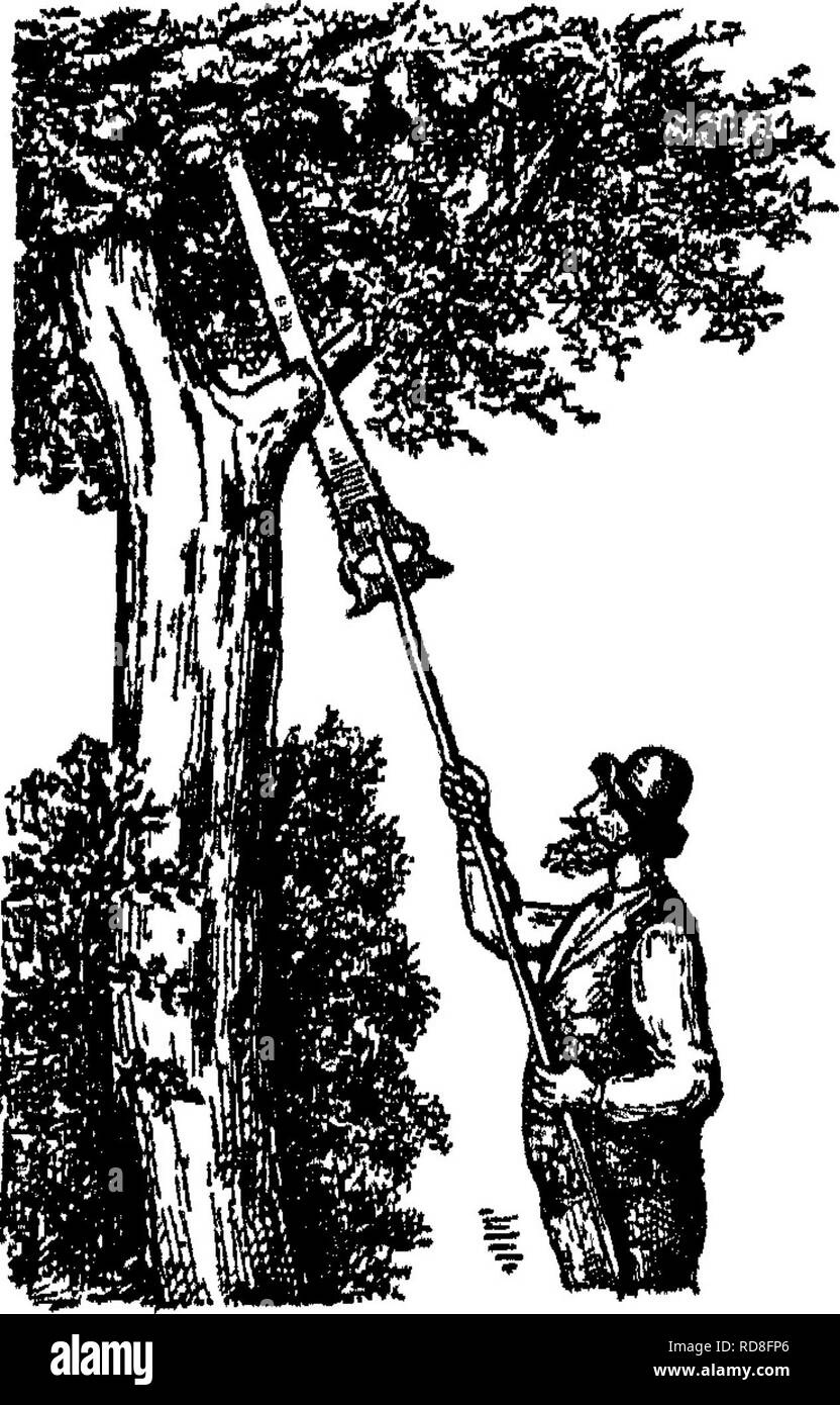 The Care Of Trees In Lawn Street And Park With A List Of Trees
