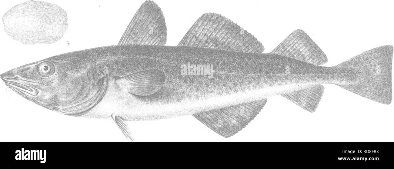 . A history of the fishes of Massachusetts. Fishes. %â â ^-.. A S onrel. L . 3. Bradford JV Co pruni . l.ALOSA CYANONOTON Scorer. 2. A. LINEATA Siorer. 3. EW&amp;RAULIS VITTATUS B. &amp; &amp;. 4.M0RRHUA AMERICANA Storer. 5. M. PRUINOSA Bet.. Please note that these images are extracted from scanned page images that may have been digitally enhanced for readability - coloration and appearance of these illustrations may not perfectly resemble the original work.. Storer, David Humphreys, 1804-1891. Cambridge, Mass. , Welch &amp; Bigelow and Dakin &amp; Metcalf Stock Photo