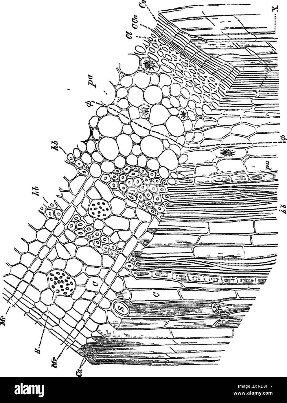 Cork cambium Black and White Stock Photos & Images Alamy